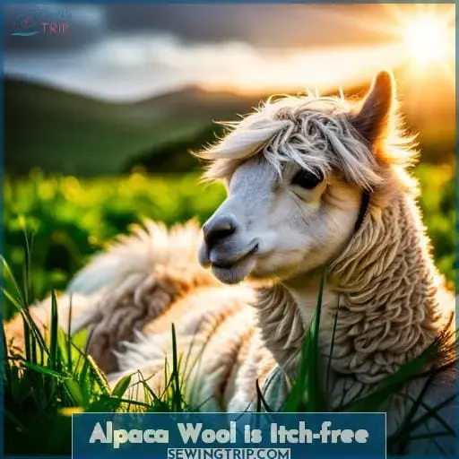 Alpaca Wool is Itch-free