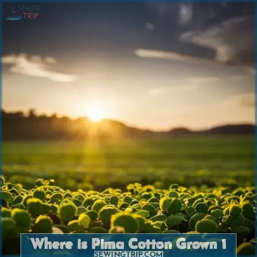 where is pima cotton grown 1