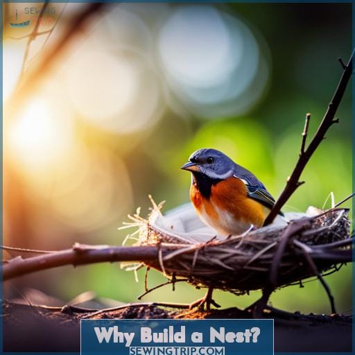 Why Build a Nest