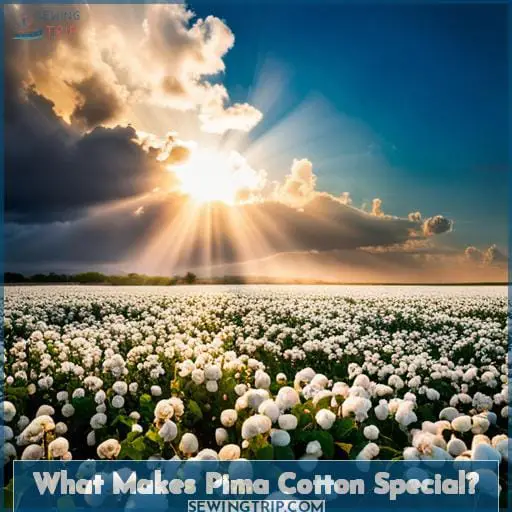 What Makes Pima Cotton Special