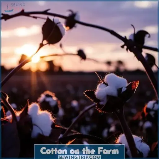 Cotton on the Farm