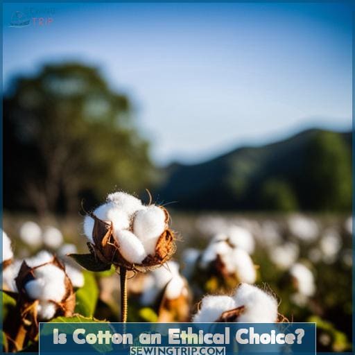 Is Cotton an Ethical Choice