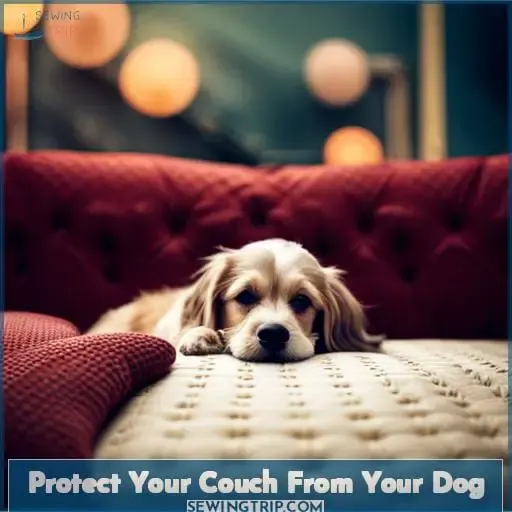 Protect Your Couch From Your Dog