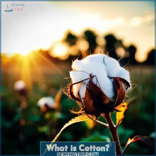 What is Cotton