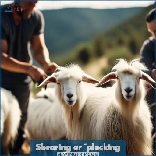 Shearing or “plucking