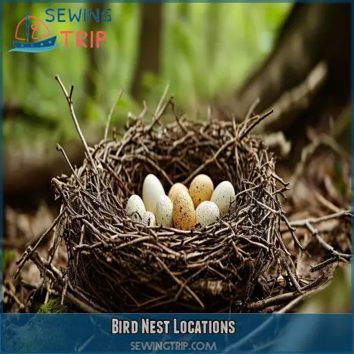 Bird Nest Locations