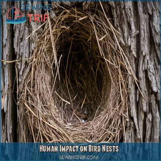 Human Impact on Bird Nests