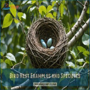 Bird Nest Examples and Specifics