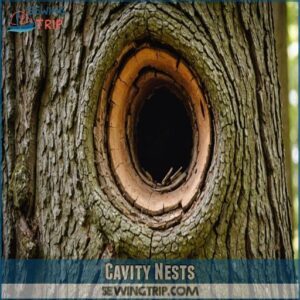 Cavity Nests