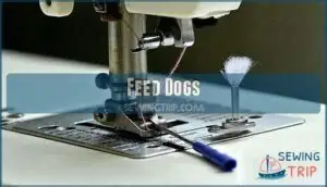 feed dogs